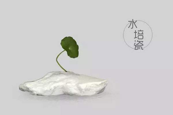 史上最全茶宠图鉴_茶宠图片大全