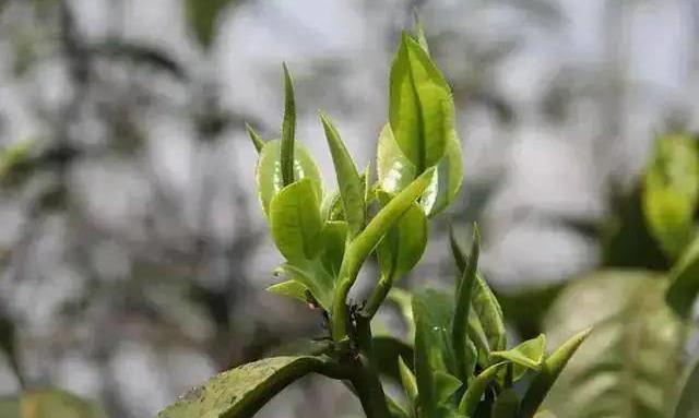 无机物:与茶叶品质有什么关系?