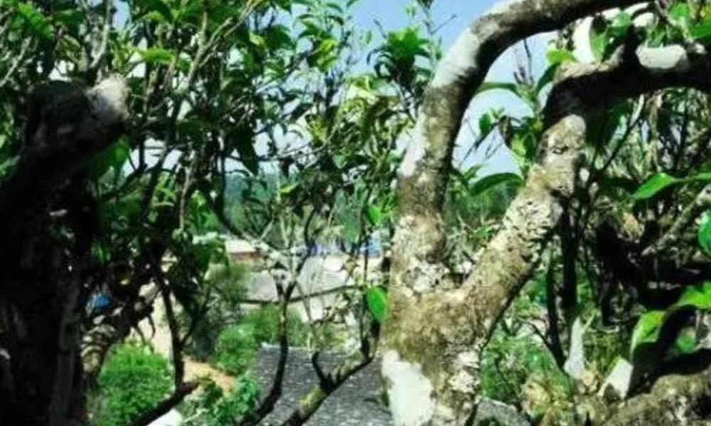 专家教你辨别野生茶与古树茶