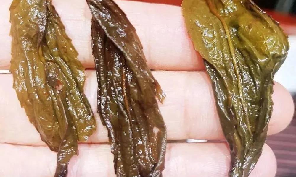 一片叶底可以了解一款茶的一生