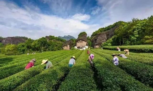 这份武夷岩茶的简介,建议收藏!