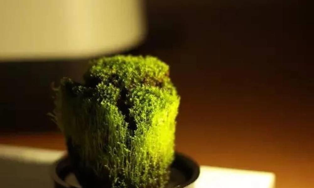 最适合茶室放置的7种绿植