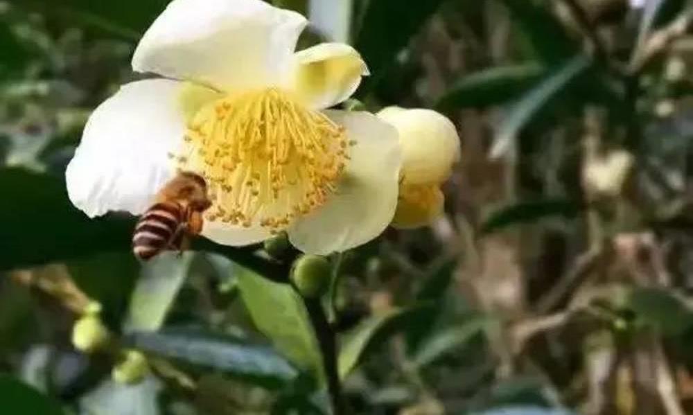 安溪名茶梅占和铁观音的区别