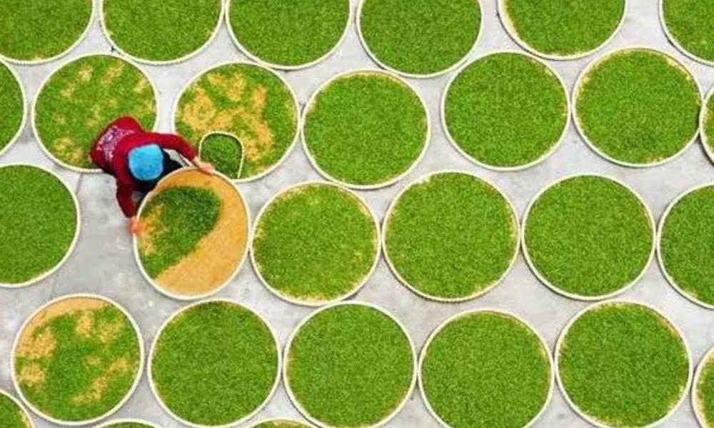 茶叶中的各种“青”