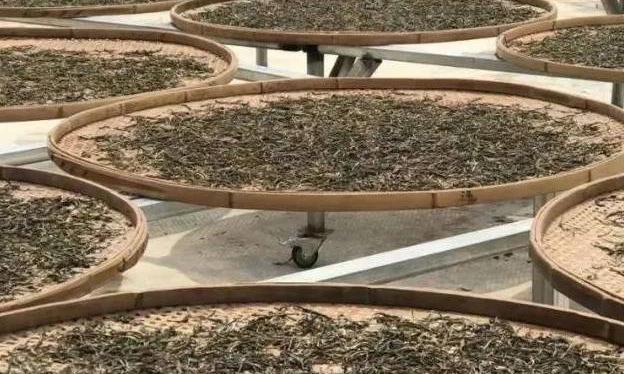 茶叶中的各种“青”你知道多少？