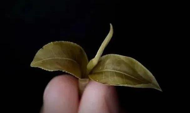 茶叶芽头越多越好？芽叶等各部位的风味成因是什么？