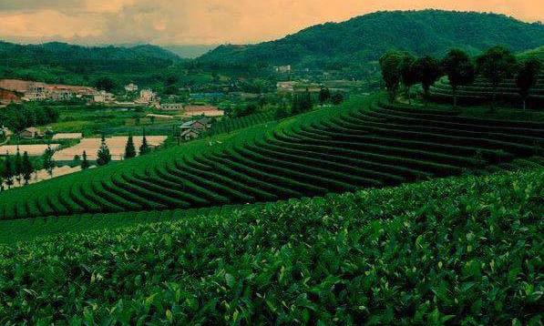 同根同源的普洱茶叶为何泡不出同一味道