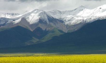 世界屋脊上的珍品藏茶