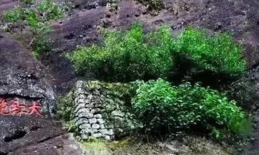 武夷岩茶流行的“峰、岩、坑、涧、窠、洞、窝”等各类山场有什么讲究！