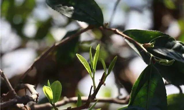 云南新六大茶山你都知道吗?