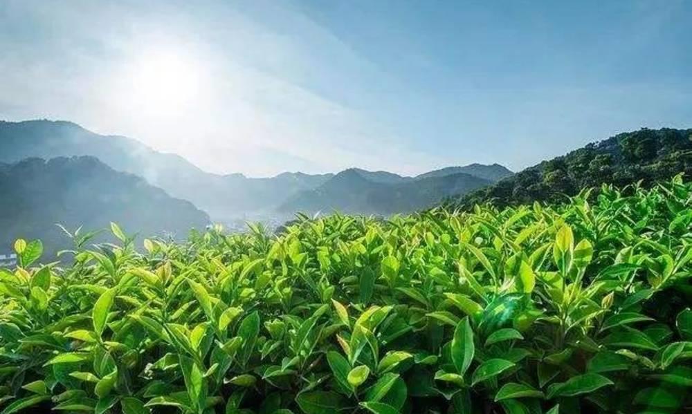 揭秘安溪风格独特的“山头茶”