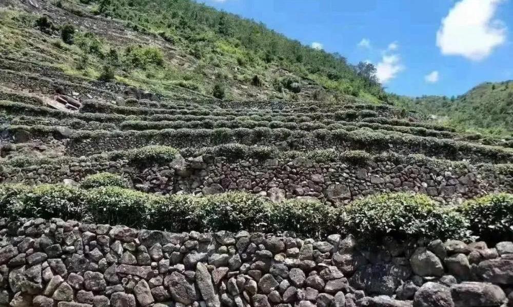 安溪12座名茶山，天地人种的完美结合