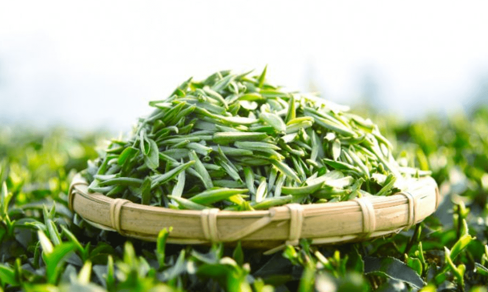 春天的第一口鲜爽——蒙顶甘露