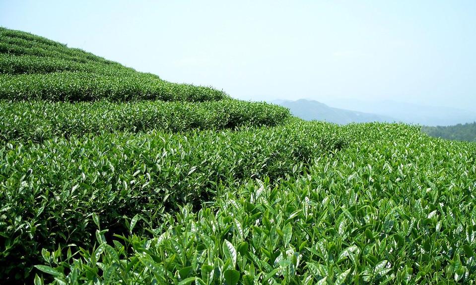 春茶为何广受追捧？