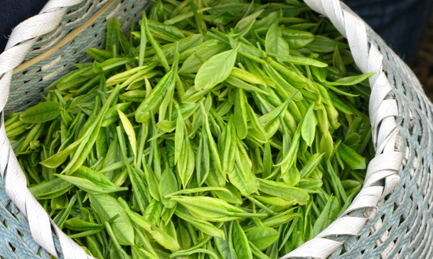 说说名茶西湖龙井的四个等级