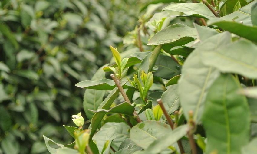 为什么要喝这么贵的明前茶?