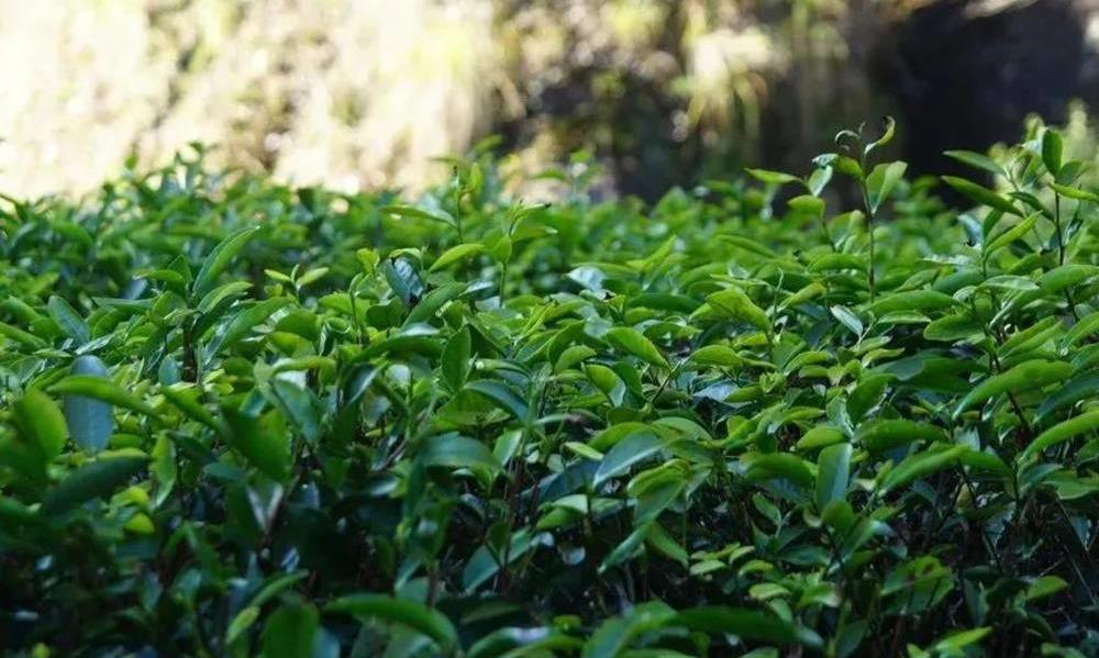 武夷岩茶传统茶园耕作法