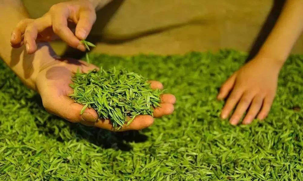 高山云雾之地,真的出好茶吗?