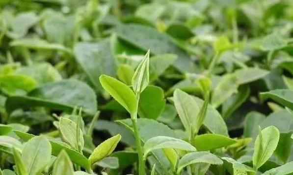 毛峰和毛尖，名字仅一字之差，区别可大了！