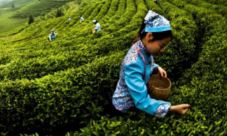 苦尽甘来,是好茶