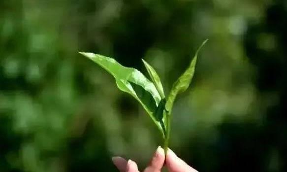 武夷茶之母-菜茶奇种