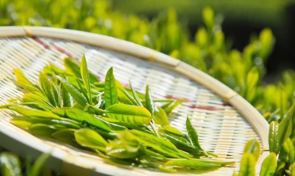 茶界三位大师,你都熟悉吗?