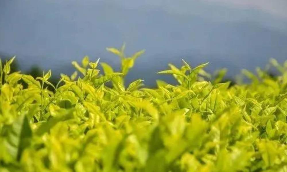 武夷岩茶四大名丛之颜值出众的道茶白鸡冠