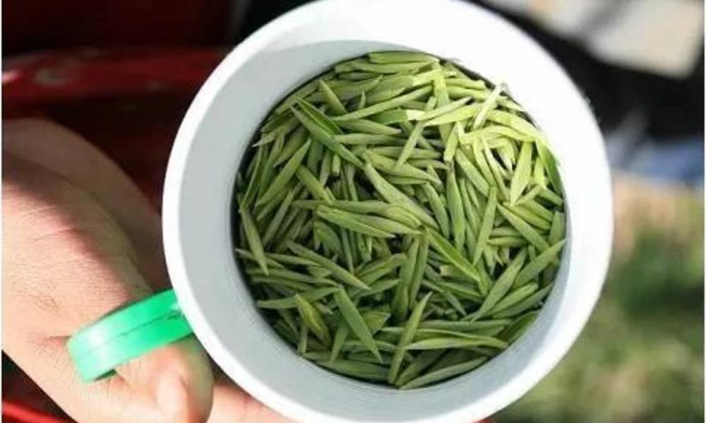 绿茶好在哪？15个小常识了解一下