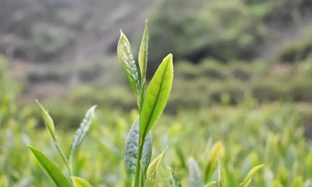 武夷岩茶的工艺是如何发明的