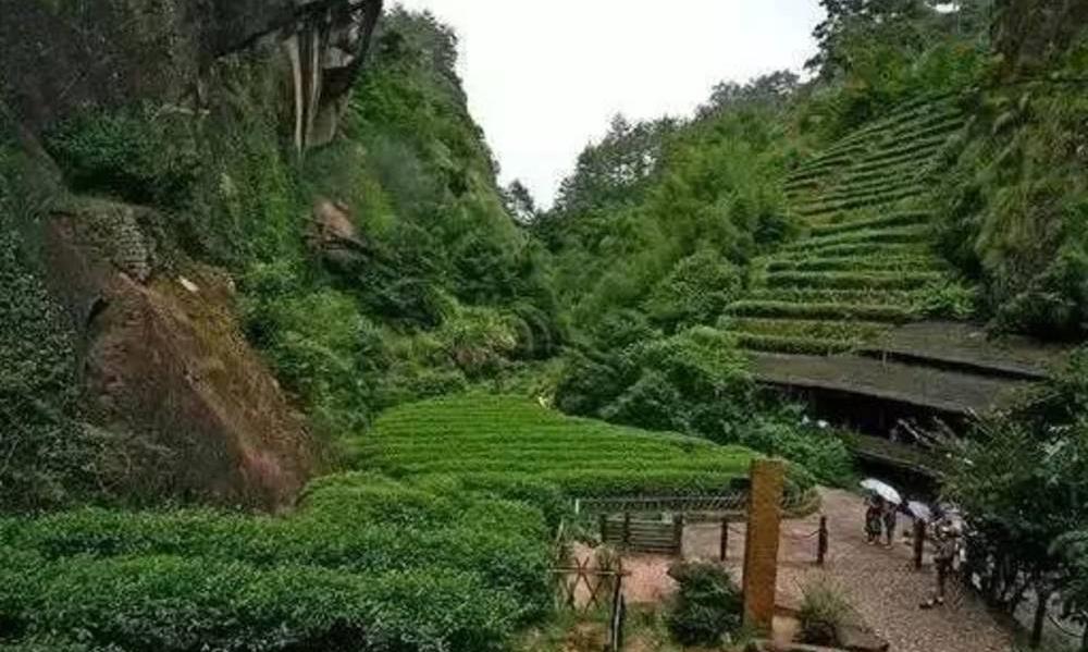 武夷山岩茶常见知识十二问