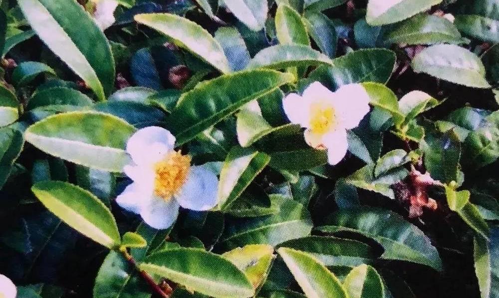 细数武夷山那些品种茶