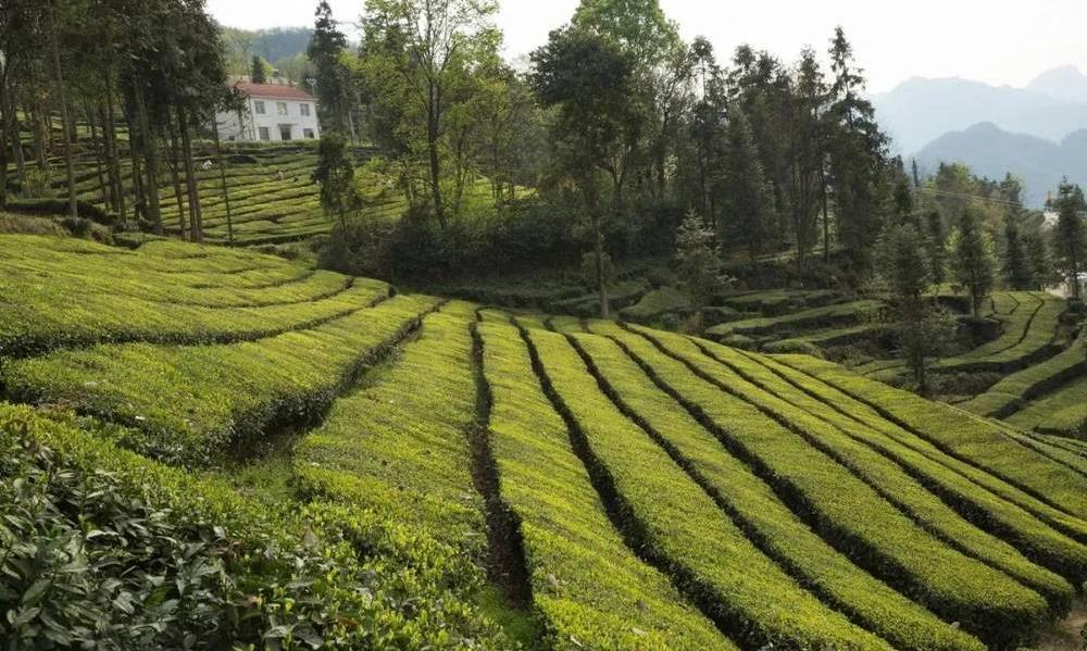 绿茶中谁是“耐泡王”?什么茶好喝又耐泡