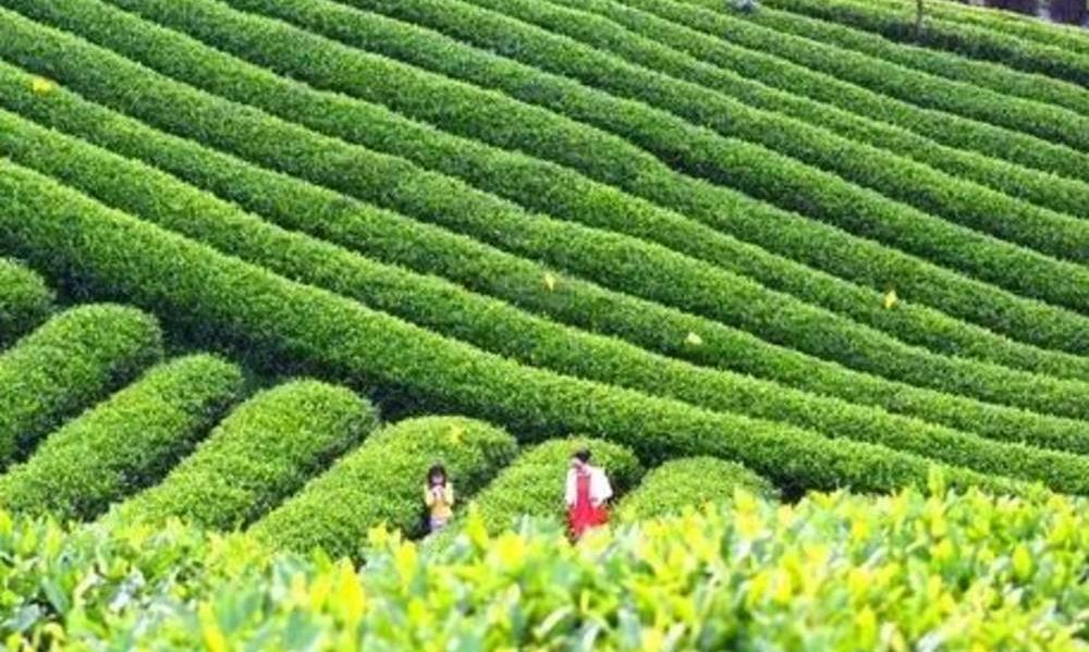 茶知识轻松学丨什么样的茶树品种才能称为无性系良种?