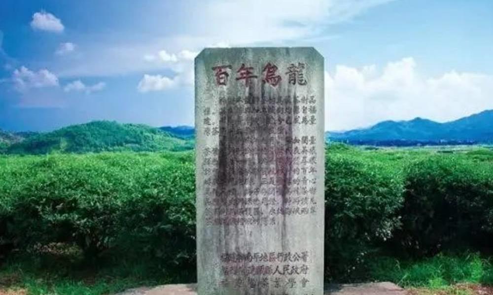 建瓯·矮脚乌龙