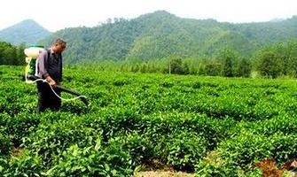 茶叶的农药残留，快看看你喝的茶有没有！