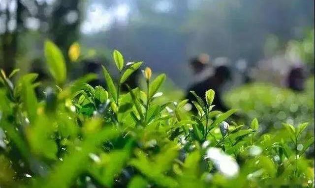 中国著名黑茶——金尖藏茶