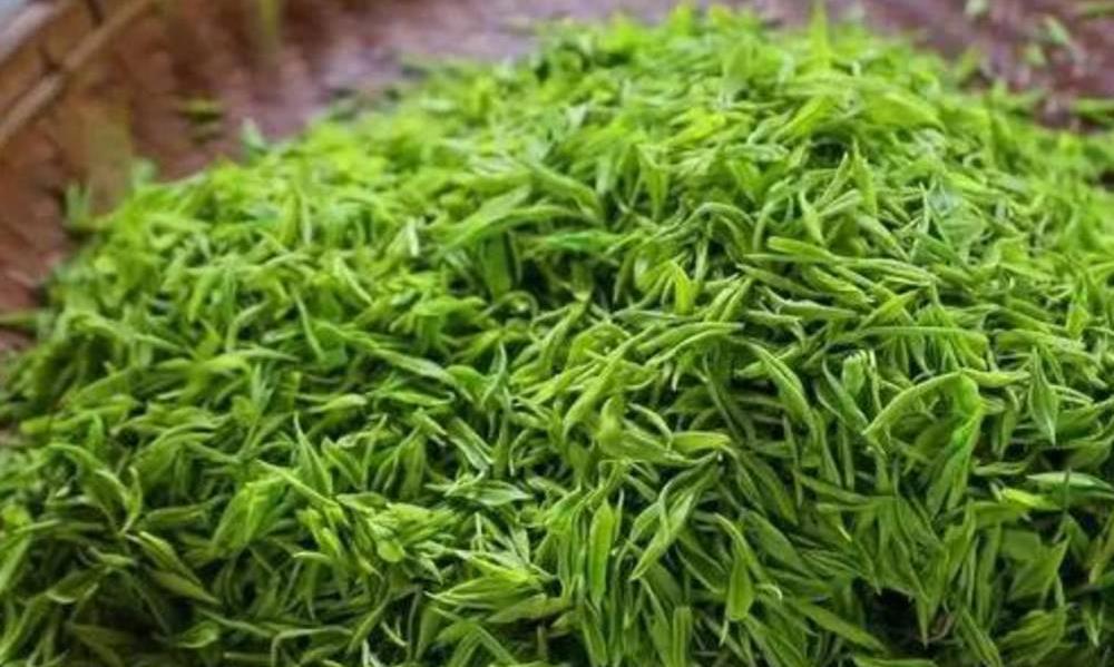 细说茶叶揉捻的目的和方法，让你进一步了解茶工艺