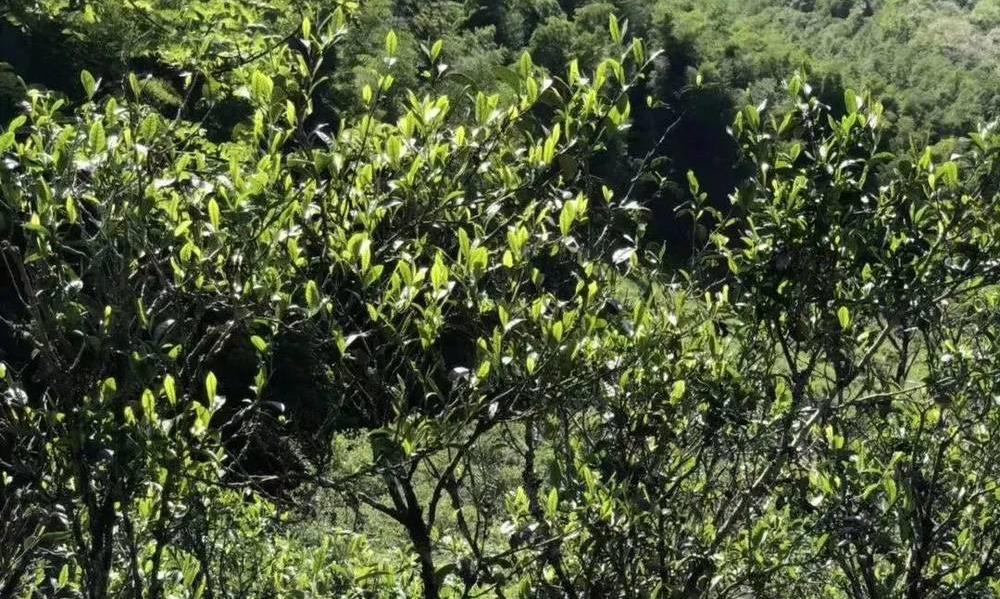 武夷岩茶中的“老枞”与“枞味”！