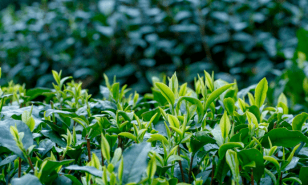 如何正确区分“明前茶”和“雨前茶”