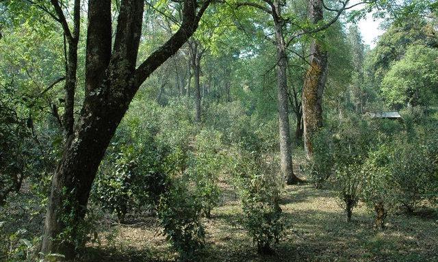 真正的古树茶，该是哪种滋味？
