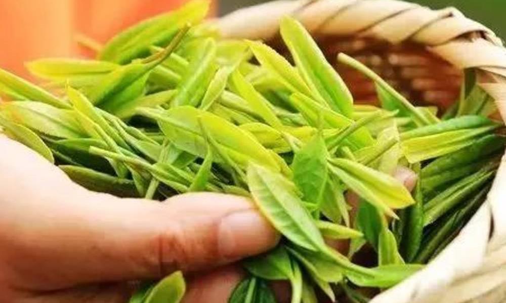 各地绿茶采摘时间不同，品鉴早春茶要注意这三点！