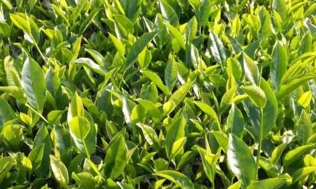 武夷岩茶品种大全，还有遗漏的吗？