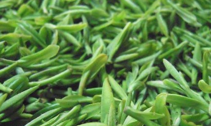 茶叶的时间问题，新茶好还是陈茶好？