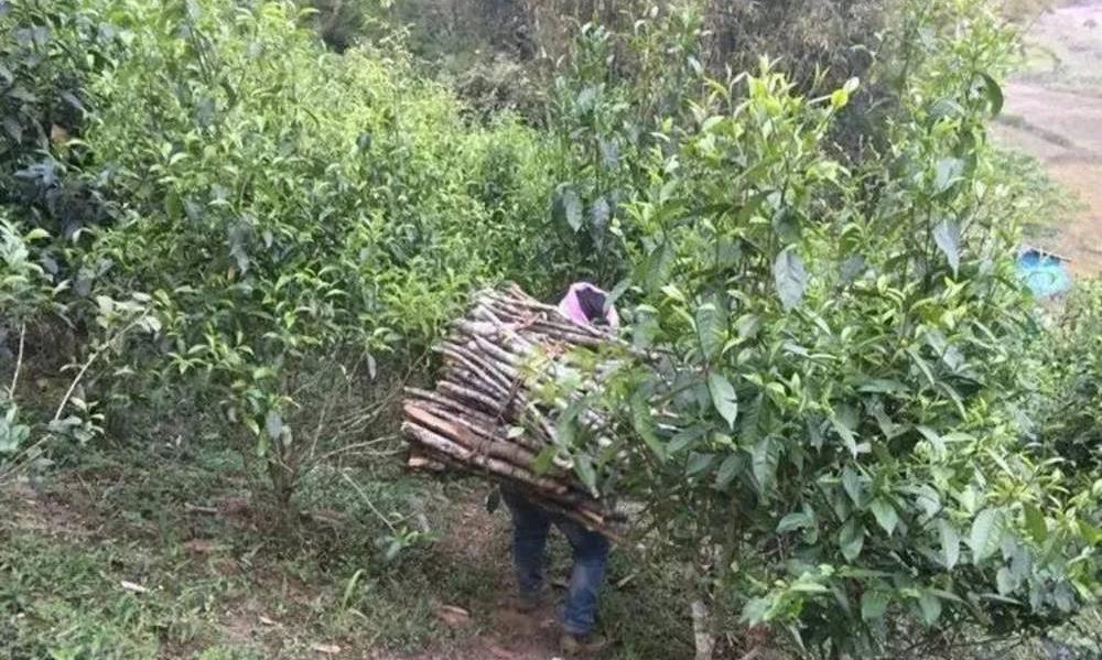 用分类法教你看懂普洱茶