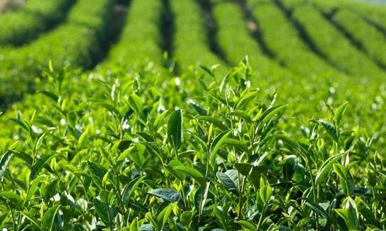 “明前茶”VS“雨前茶”谁才是人生赢家?