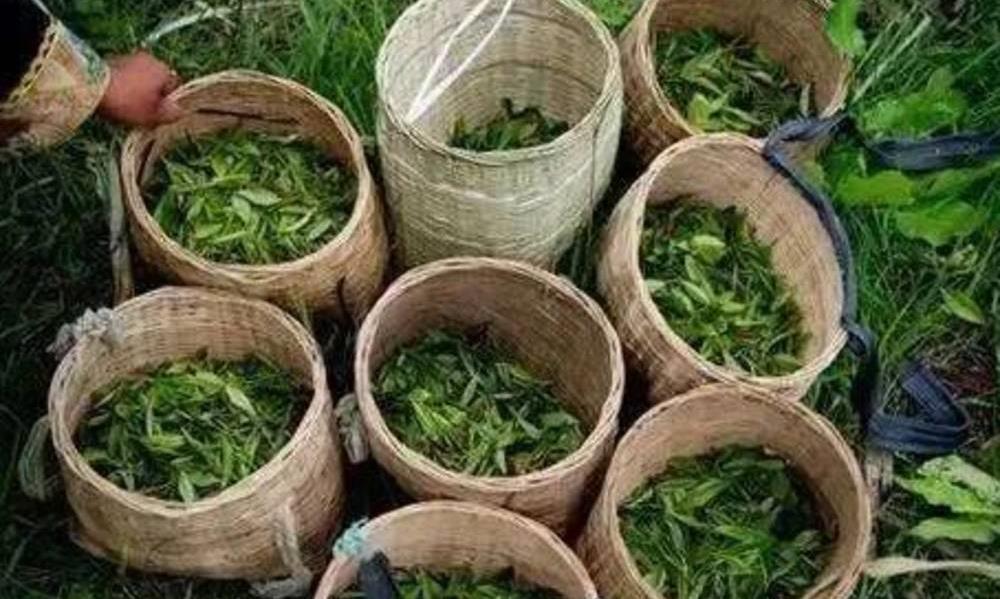 世界海拔最高的茶场