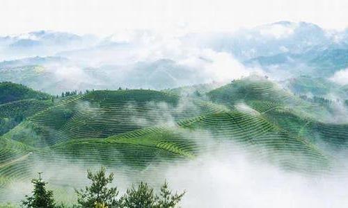 知茶味儿,懂茶趣