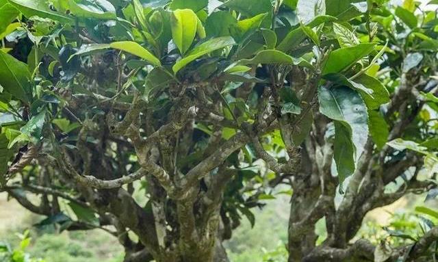 为什么普洱茶的叶底会出现红梗？