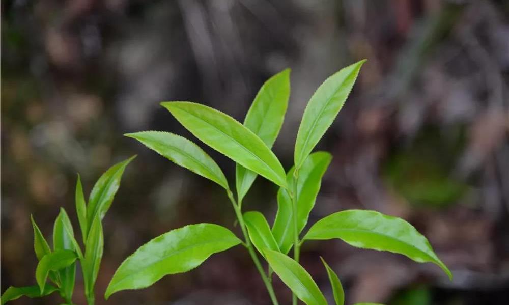 叶形似“竹叶”的单丛茶,以“王”尊称!