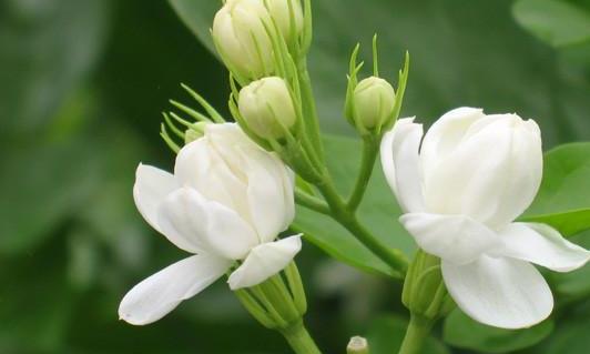 它被称为“人间第一香”，却不是所有人都能享用。